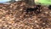 Portuguese Water Dogs Launch Leaf Pile Battle