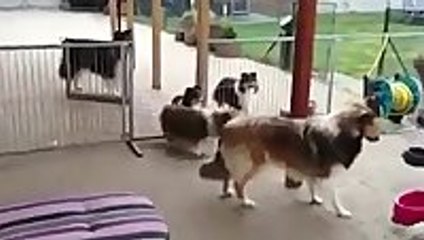 Dogs Patiently Wait to Be Called For Dinner