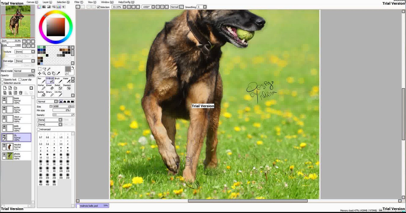 malinois 1