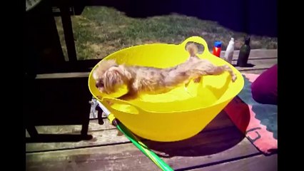 [+18 ~ Sexy Funny Girl]Dog Hates Bath Time