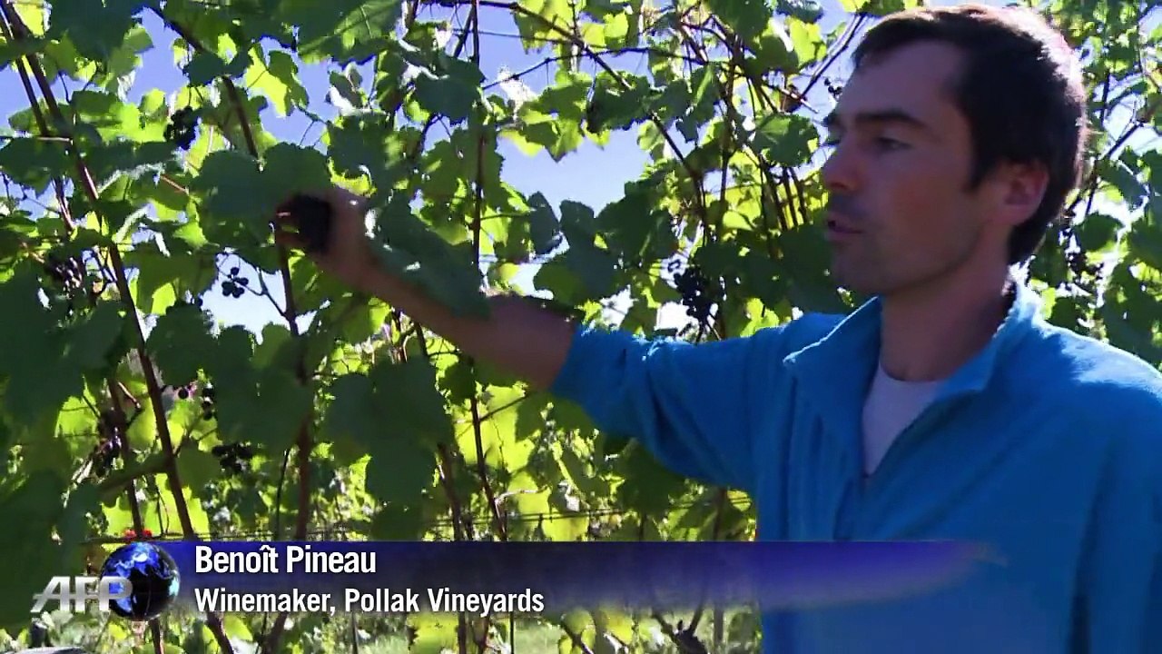 A "French touch" for Virginia vineyards