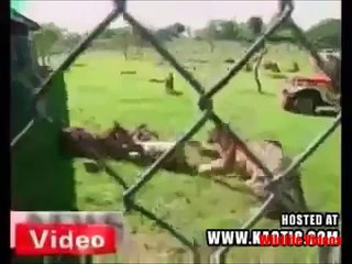 TIGER ATTACKs MAN - Dangerous Animal Compilation [Wildlife Videos]