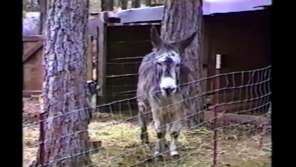 [+18 ~ Sexy Funny Girl]Little Goat Makes A Break For It!