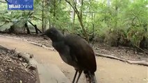 Lyrebird displays unbelievable mimicry skills