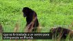 ¿Un chimpancé con derechos humanos?