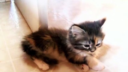 [+18 ~ Sexy Funny Girl]Clumsy Animals Compilation