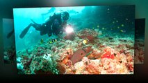 Diving Cruise October 2014  - Maldives, Center Atolls - Princess Haleema - Seafari