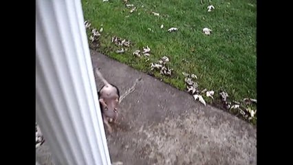 [+18 ~ Sexy Funny Girl]Handstand Dog