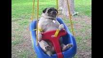[ 18 ~ Sexy Funny Girl]Pugs Are Awesome Compilation