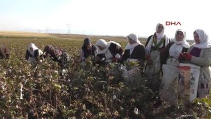 Silopili Kadınlar Sincar ve Kobani'ye Destek İçin Pamuk Tarlalarında Çalışıyor