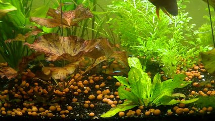 450 litres discus