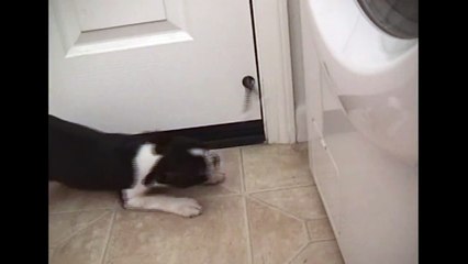 [+18 ~ Sexy Funny Girl]Puppy Vs. Doorstop