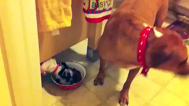 [+18 ~ Sexy Funny Girl]Pitbulls Are Awesome Compilation