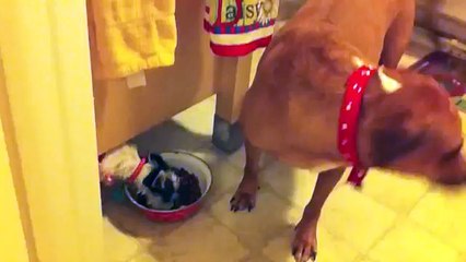 [+18 ~ Sexy Funny Girl]Pitbulls Are Awesome Compilation