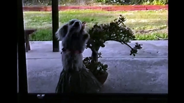 [+18 ~ Sexy Funny Girl]Poodles Are Awesome Compilation