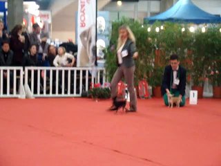 Expo canine de St Etienne 2014 - Ring d'honneur groupe 9