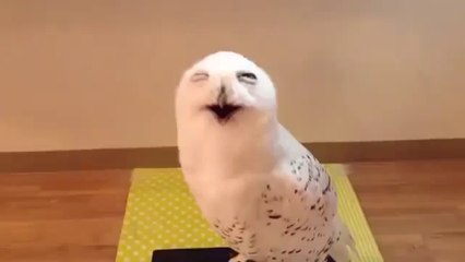 Laughing Owl - LOL