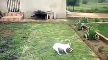 Como um cão mata uma cobra