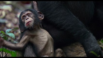 Chimpanzés - Extrait VF