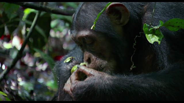 Chimpanzés - Extrait (4) VF