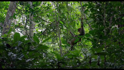 Chimpanzés - Extrait (6) VF