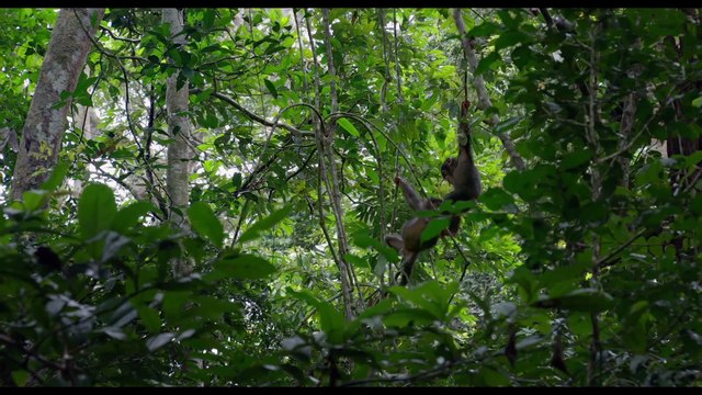 Chimpanzés - Extrait (6) VF