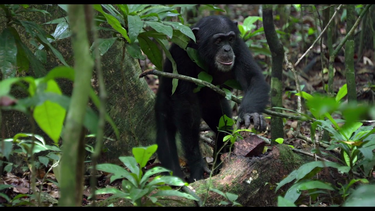 Chimpanzés - Extrait (3) VF