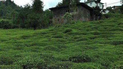 Bande-annonce : Polluting Paradise - VOST