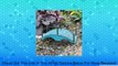 Miniature Fairy Garden Blue Bridge Review