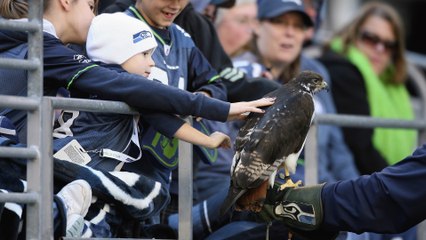 Seattle Seahawks' Mascot Lands on Fan's Head