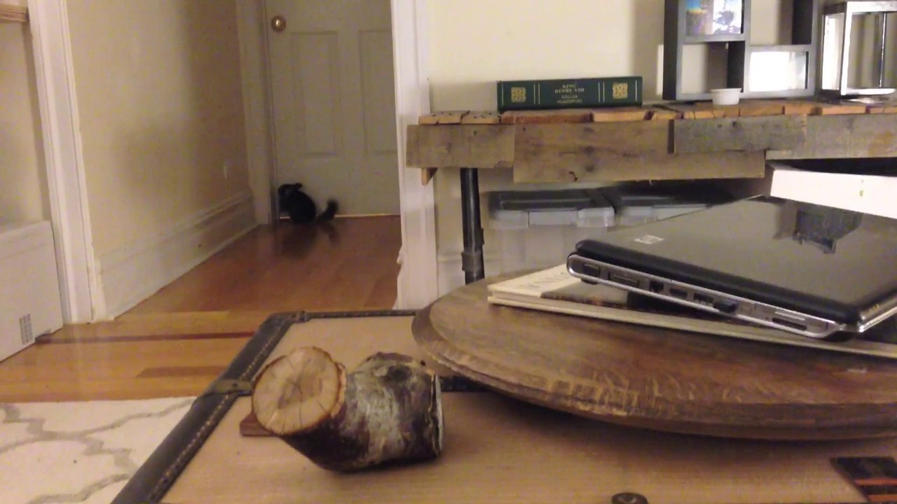 Chinchilla Jumps to Go Home!