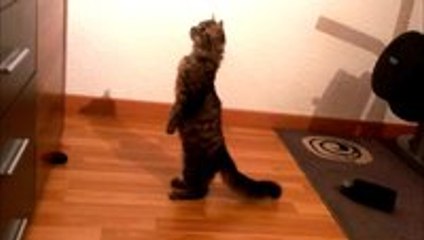 Cat Patiently Stands Like a Human