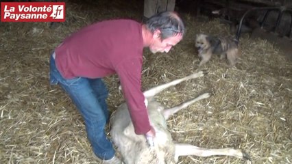 Aromathérapie vétérinaire en Aveyron