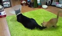 Kitten Won't Stop Playing With Cat Tail