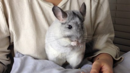 Adorable Chinchilla at Bedtime with Cheerios!