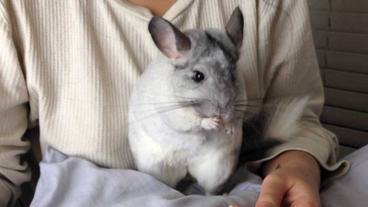 Adorable Chinchilla at Bedtime with Cheerios!