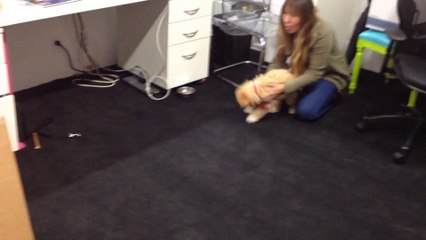 Une machine qui rajeunit les chiens.