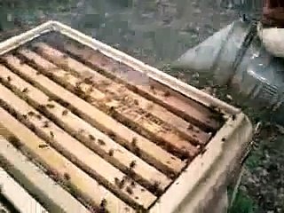 Türkiye - Kestane balı