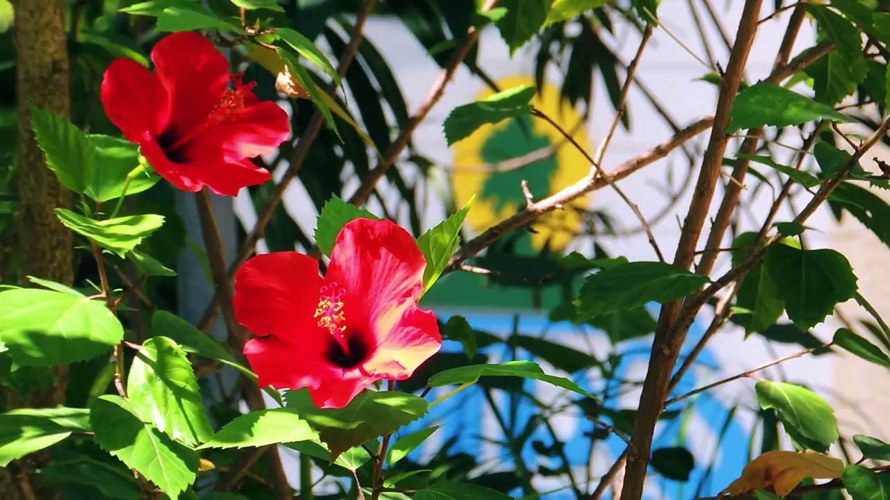 Your Romantic Getaway Starts at Island of Bandos Мальдивы