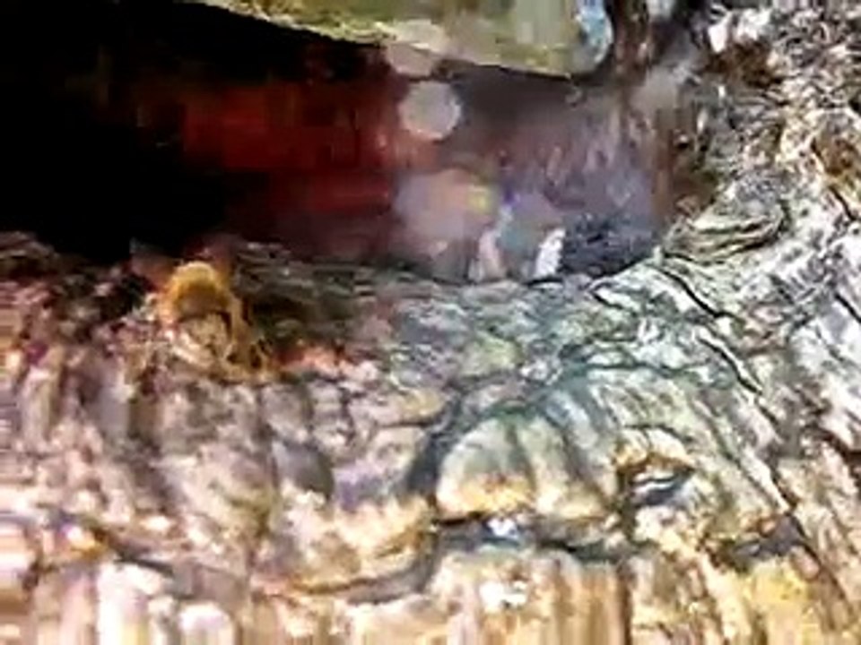Bütün Ağaçlarda Arı Var