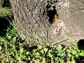 Hakiki Karakovan Balı Diye Buna Denir (Başkalarına İnanmayın)