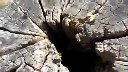 Karakovan Kütüğündeki Arıların Hummalı Çalışması