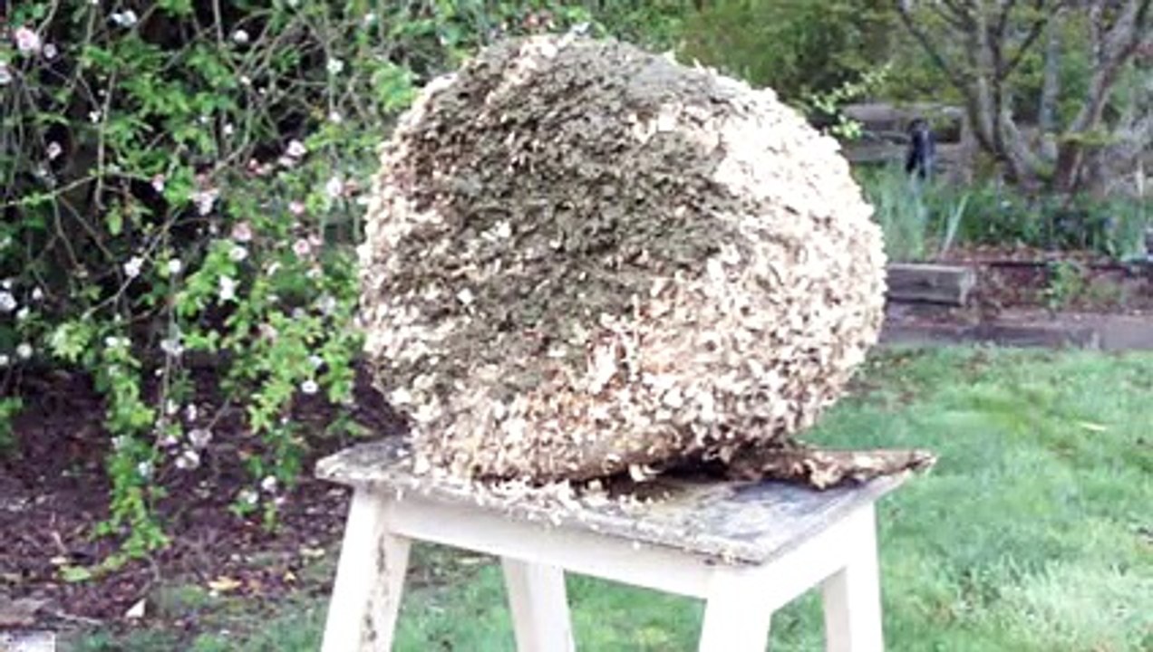 Karakovan Kütüğünün Hayvan Gübresi İle Sıvanması