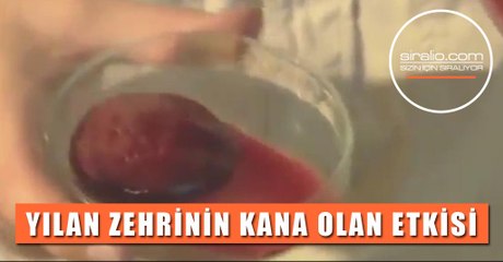 YILAN ZEHRİNİN KANA ETKİSİ