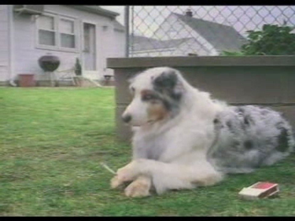 Dog-on-break-smoking