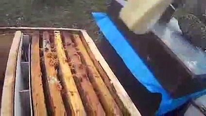 Arıları besleme - Kestane Balı