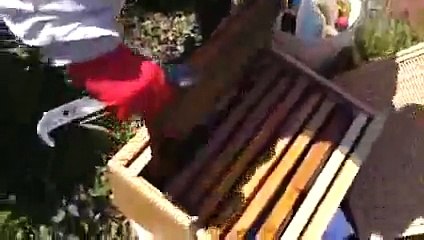 Kestane balı - Yeşillikler memleketi