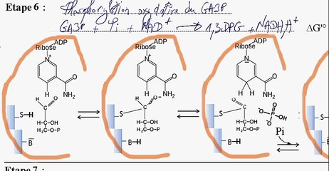 Glycolyse Etapes 6 a 8