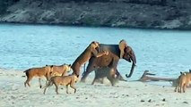 Un jeune éléphant survit face à 14 lions