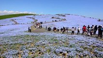 A Day At Hitachi Seaside Park